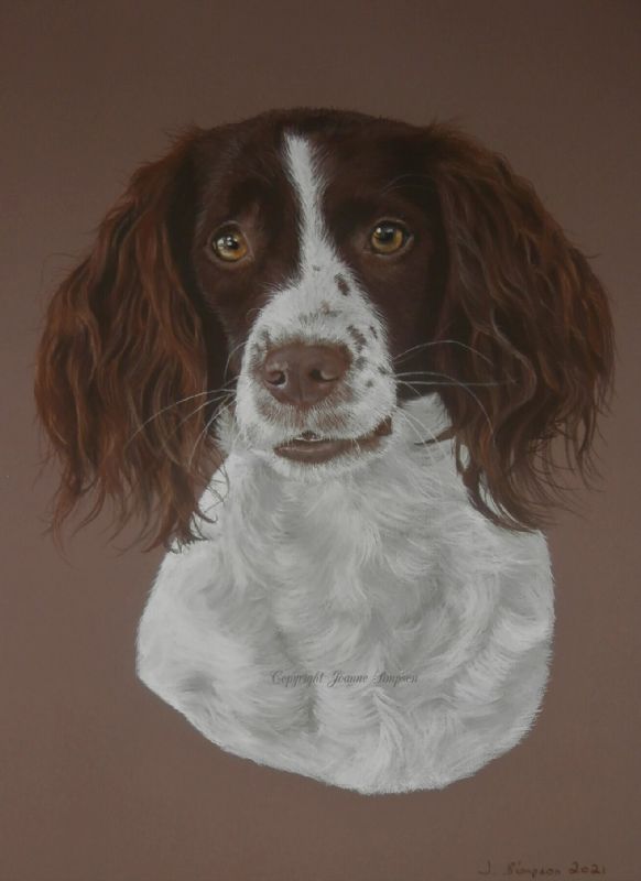 Springer Spaniel portrait